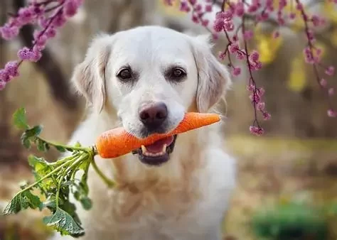 Daily Routines That Boost Your Pet’s Immune System for Better Health