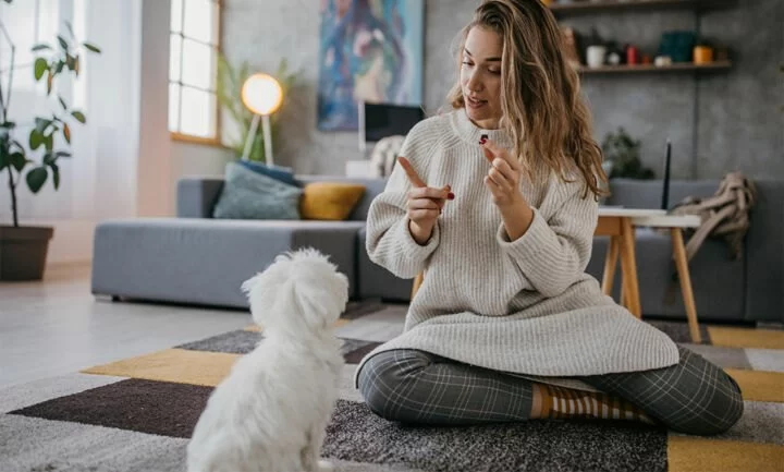 Dog Obedience Training at Home: Where to Start with Practical Tips