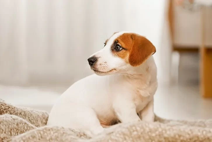 How to Spot and Treat Anxiety in Dogs and Cats