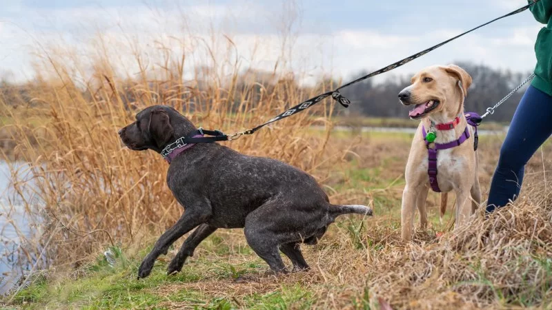 Leash Training Tips: How to Stop Pulling and Tugging With Natural Remedies