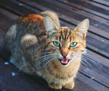 Why Do Cats Meow Excessively? Understanding Cat Behavior and Solutions