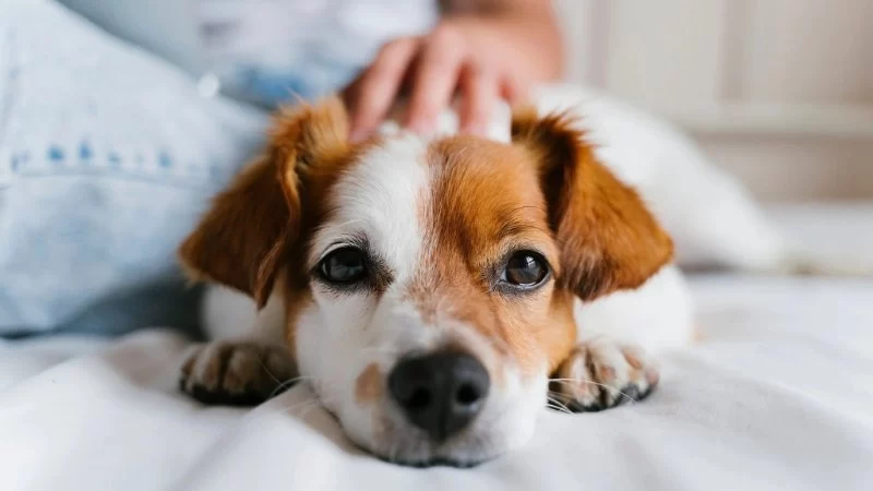 10 Early Warning Signs Your Pet Might Be Seriously Sick That Could Save Your Pet's Life