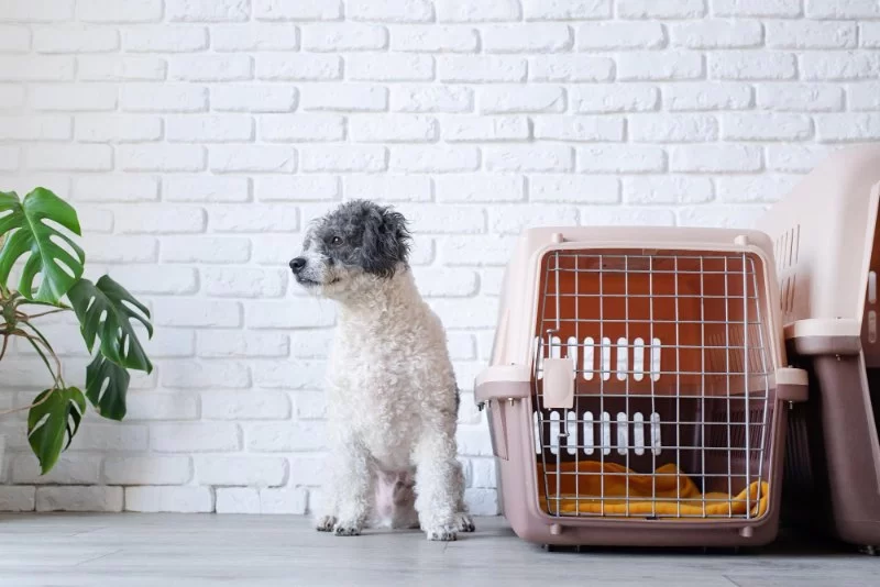 How to Crate Train a Puppy Without Causing Anxiety With Natural Remedies