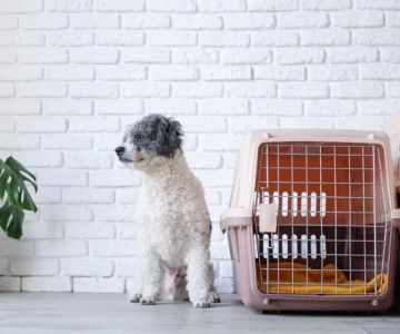 How to Crate Train a Puppy Without Causing Anxiety With Natural Remedies