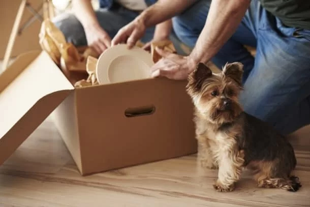 How to Help Pets Adjust to a New Home or Routine