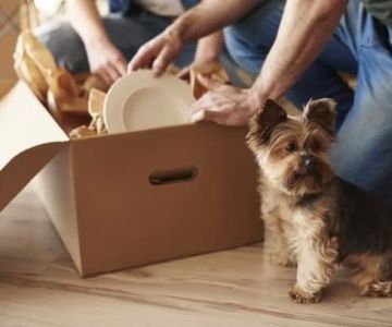 How to Help Pets Adjust to a New Home or Routine
