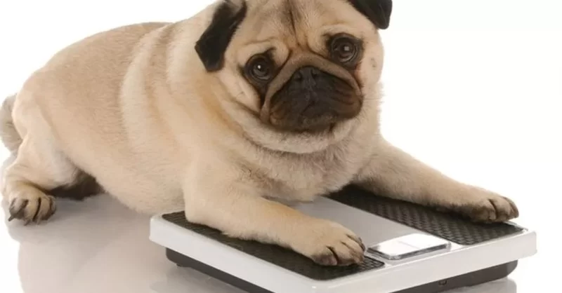 Is Your Pet Overweight? How to Check and What to Do Every Owner Should Know