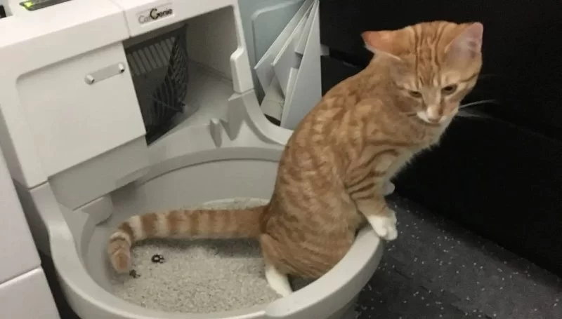 What to Do If Your Cat Is Peeing Outside the Litter Box in 2025