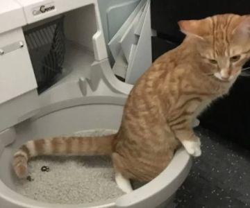 What to Do If Your Cat Is Peeing Outside the Litter Box in 2025