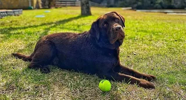 Top 10 Dog Training Tips Every Pet Parent Should Know Every Owner Should Know