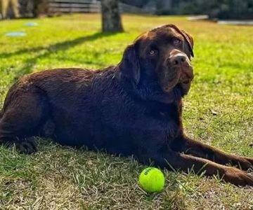 Top 10 Dog Training Tips Every Pet Parent Should Know Every Owner Should Know