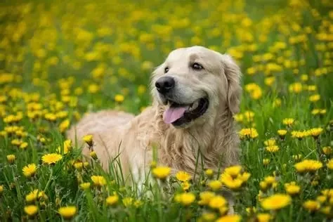 Seasonal Pet Care Tips Every Owner Should Follow - Vet Approved Insights