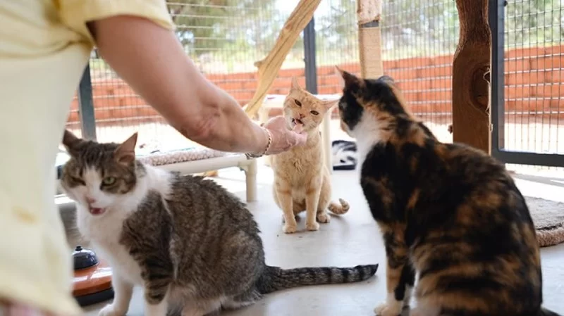How to Socialize a Shy Cat with New People and Pets and What It Means