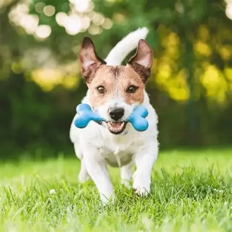 Seasonal Pet Care Tips Every Owner Should Follow Explained Simply