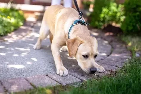 Leash Training Tips: Expert Ways to Stop Dogs from Pulling and Tugging