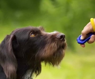 The Science Behind Clicker Training and Why It Works and What It Means