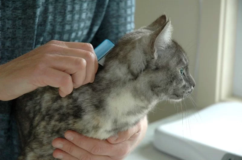 What to Do If Your Cat Has Fleas: Treatment and Prevention You Shouldn't Ignore