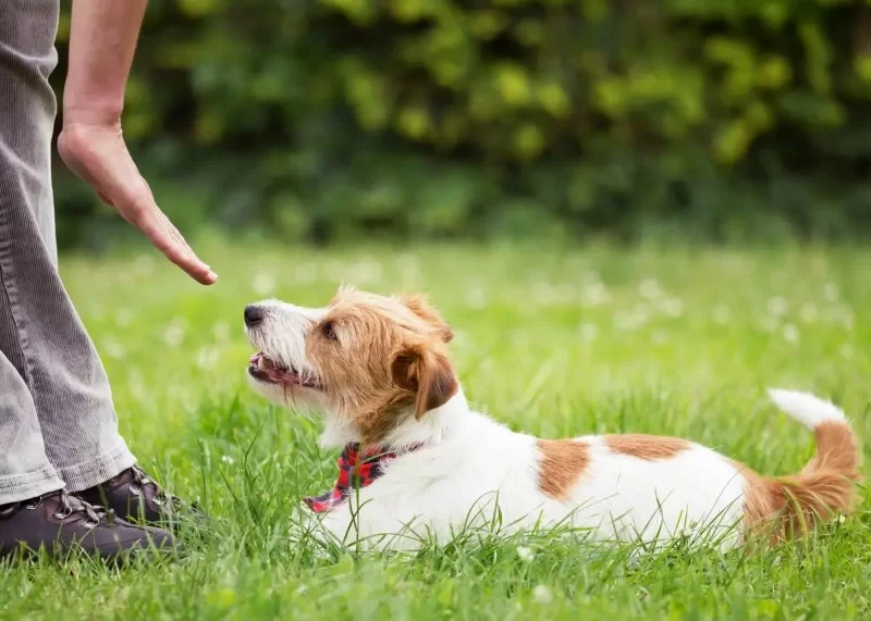 How to Teach Your Dog Basic Commands: Sit, Stay, Come and What It Means