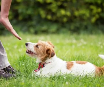 How to Teach Your Dog Basic Commands: Sit, Stay, Come and What It Means