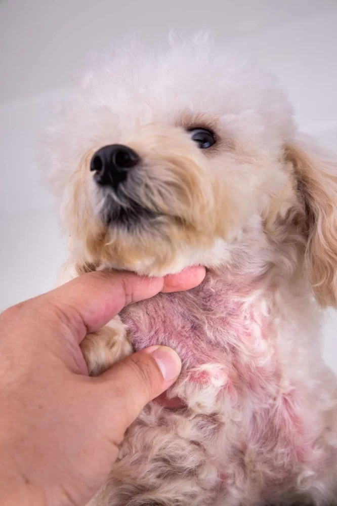 Common Skin Conditions in Dogs and How to Treat Them and What It Means
