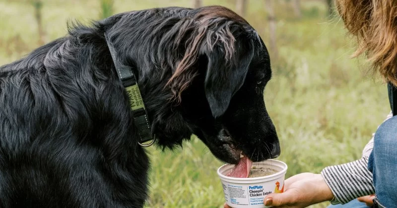 Training a Senior Dog: Is It Too Late? Expert Tips and What It Means