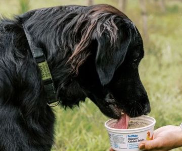 Training a Senior Dog: Is It Too Late? Expert Tips and What It Means