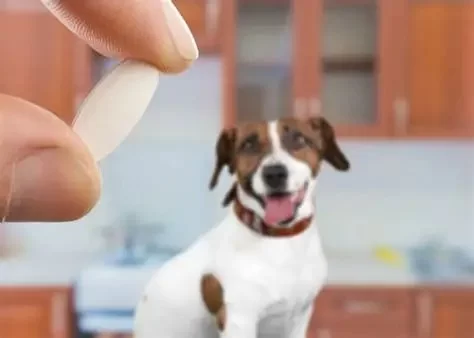 Daily Routines That Boost Your Pet’s Immune System in 2025