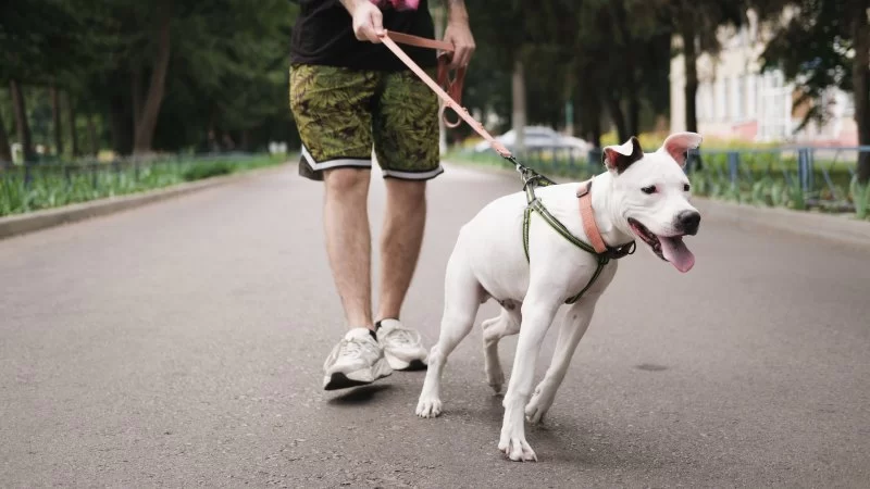 Leash Training Tips: Stop Pulling and Tugging With Natural Remedies