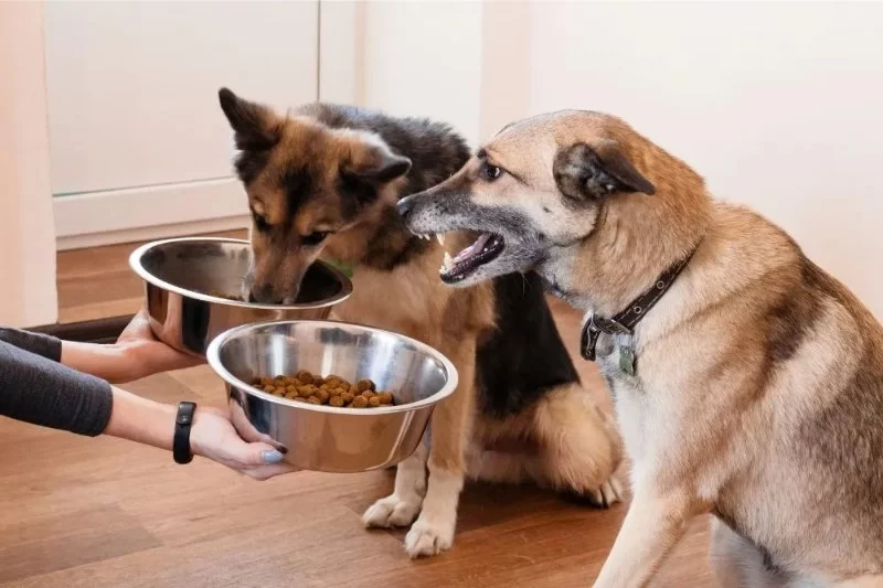 How to Handle Food Aggression in Dogs Safely Explained Simply