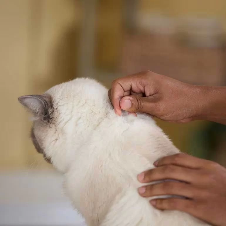 What to Do If Your Cat Has Fleas: Treatment and Prevention - Vet Approved Insights