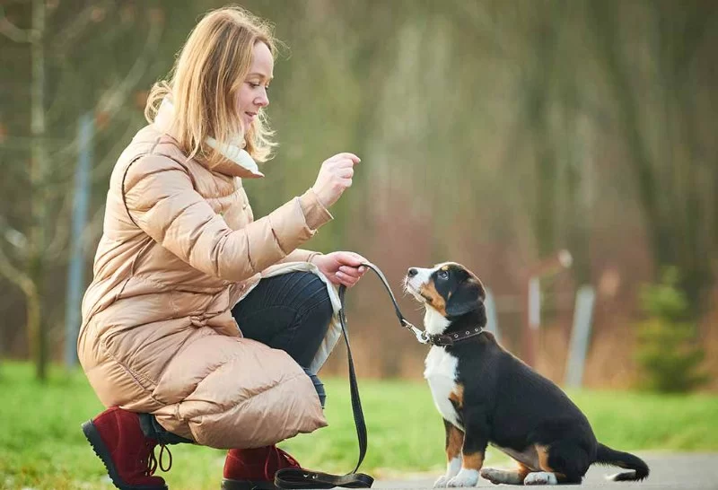 How to Teach Your Dog Basic Commands: Sit, Stay, Come That Could Save Your Pet's Life