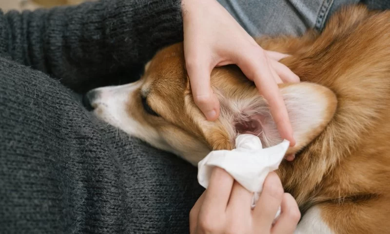 How to Safely Clean Your Dog’s Ears at Home You Shouldn't Ignore