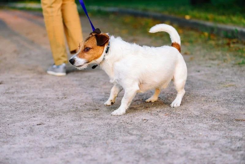 Leash Training Tips: How to Stop Pulling and Tugging - Vet Approved Insights