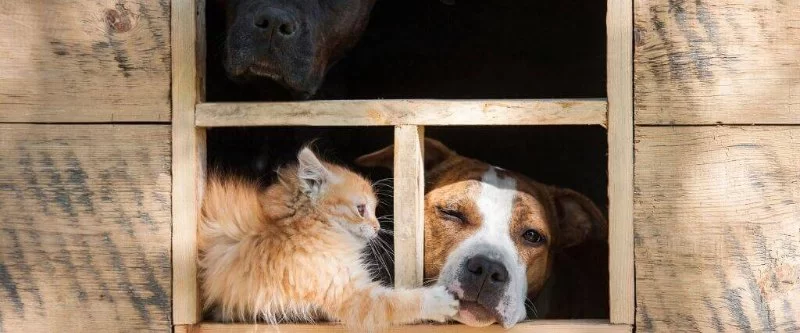Most Common Household Toxins That Could Harm Your Pet in 2025