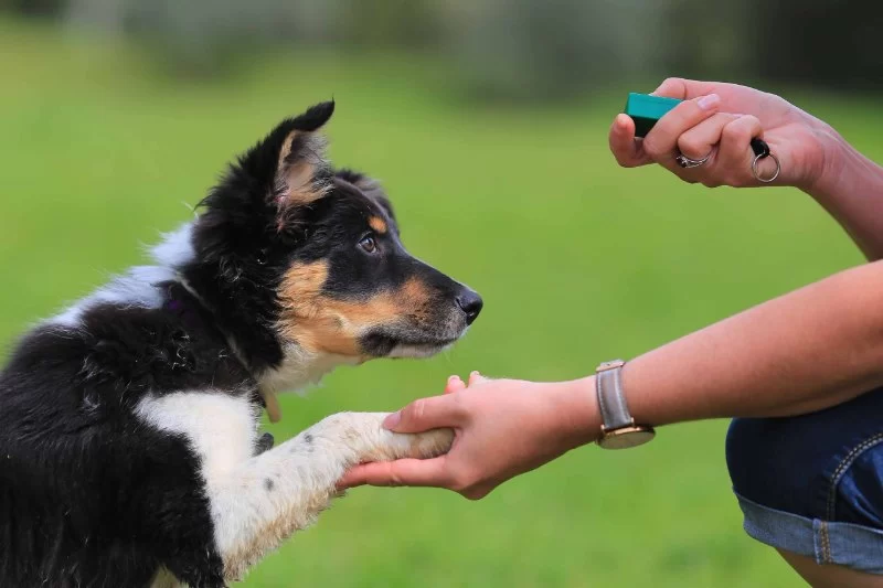 The Science Behind Clicker Training and Why It Works That Could Save Your Pet's Life