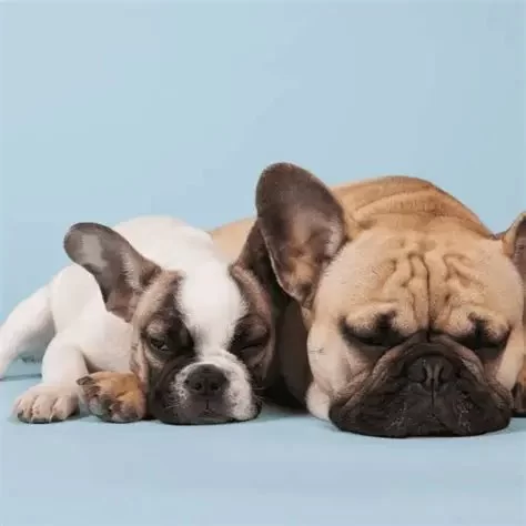 How to Spot and Treat Anxiety in Dogs and Cats in 2025