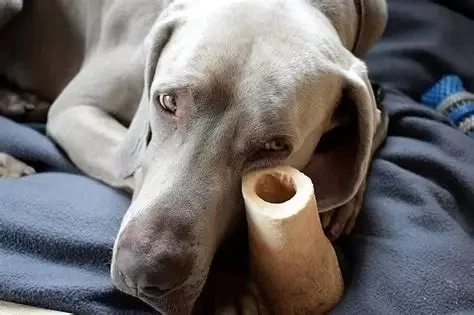 How to Spot and Treat Anxiety in Dogs and Cats That Could Save Your Pet's Life