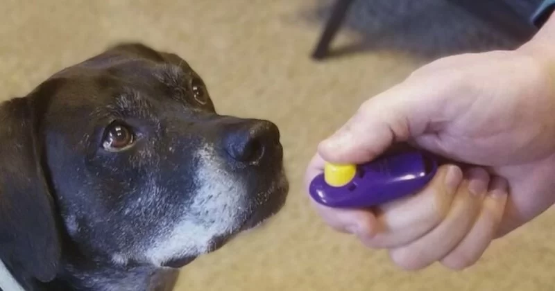 The Science Behind Clicker Training and Why It Works You Shouldn't Ignore