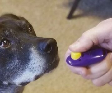 The Science Behind Clicker Training and Why It Works You Shouldn't Ignore