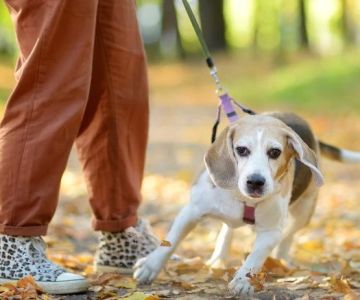 Leash Training Tips: How to Stop Pulling and Tugging You Shouldn't Ignore