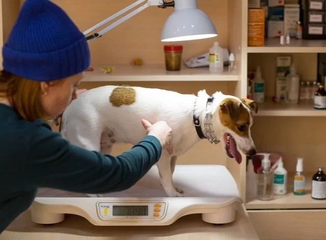 Is Your Pet Overweight? How to Check and What to Do - Vet Approved Insights