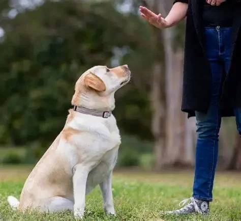 How to Teach Your Dog Basic Commands: Sit, Stay, Come Every Owner Should Know