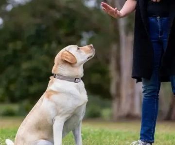 How to Teach Your Dog Basic Commands: Sit, Stay, Come Every Owner Should Know