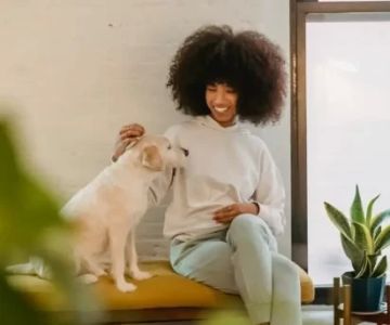 How to Teach Your Dog Basic Commands: Sit, Stay, Come - Vet Approved Insights