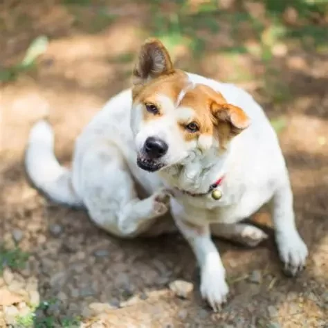How to Tell If Your Pet Has Allergies and What to Avoid in 2025