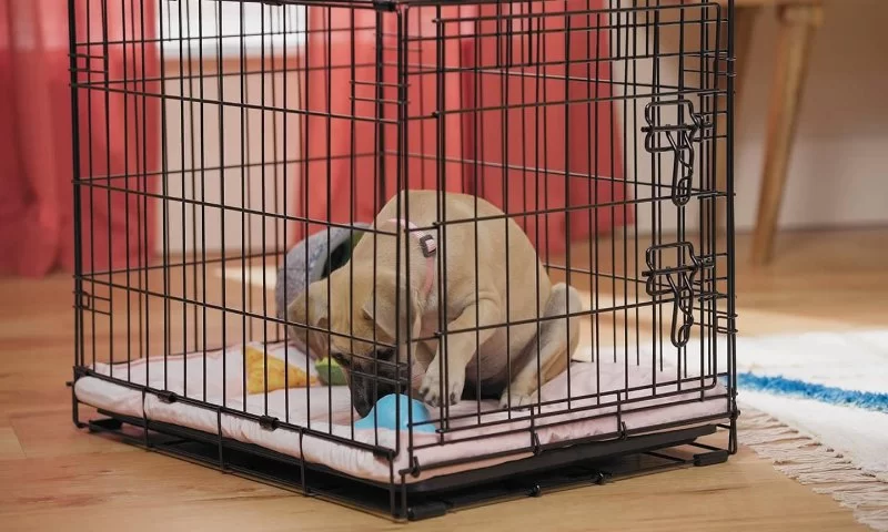 How to Crate Train a Puppy Without Causing Anxiety and What It Means