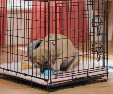 How to Crate Train a Puppy Without Causing Anxiety and What It Means