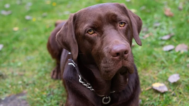 How to Spot and Treat Anxiety in Dogs and Cats With Natural Remedies