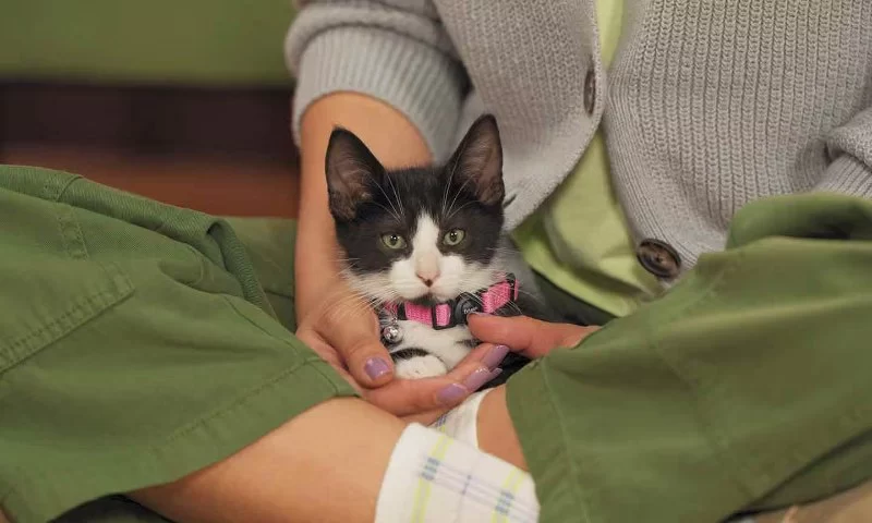 How to Socialize a Shy Cat with New People and Pets Explained Simply