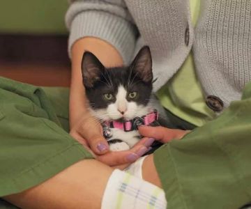 How to Socialize a Shy Cat with New People and Pets Explained Simply